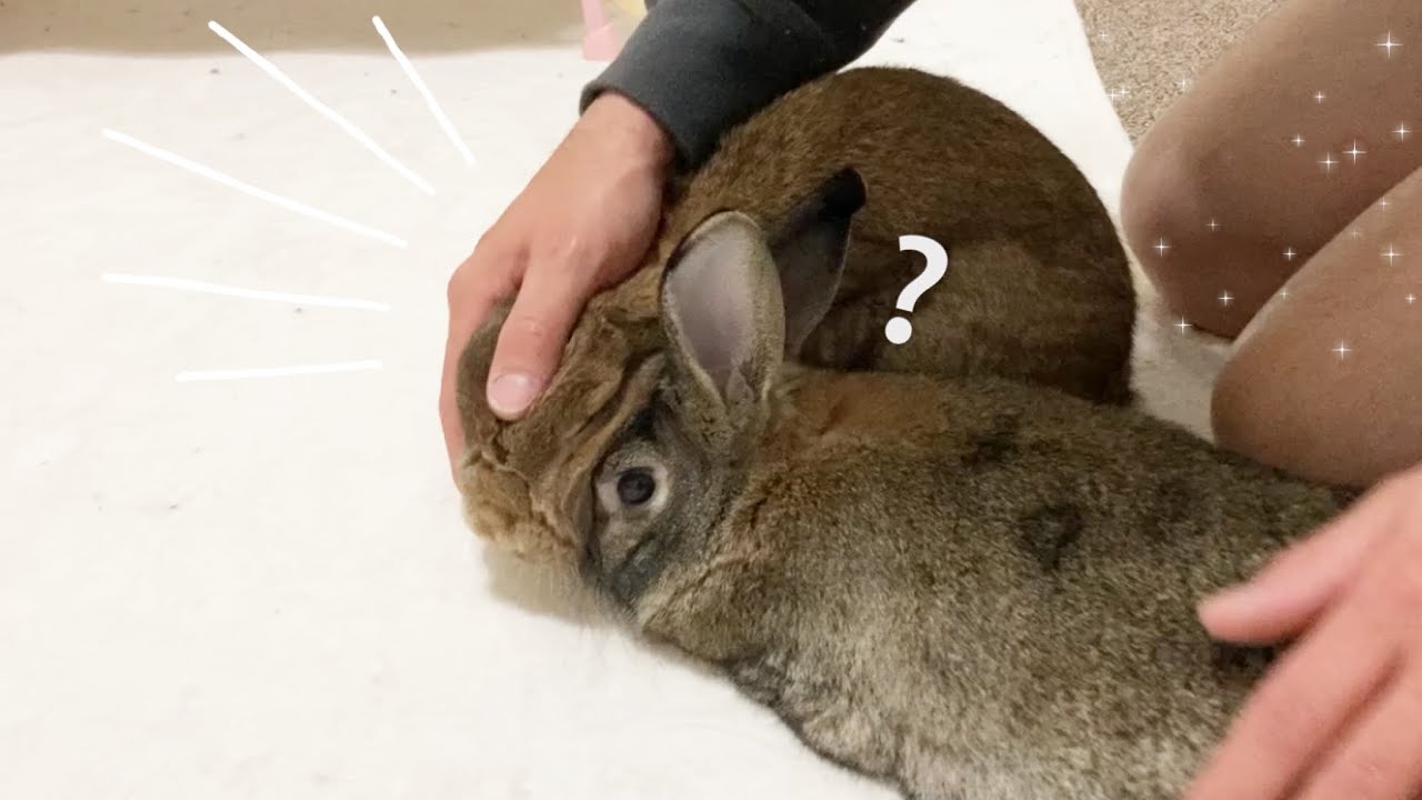 Frustrated Rabbit Helping a Frustrated Rabbit who Never Gets Groomed. - YouTube