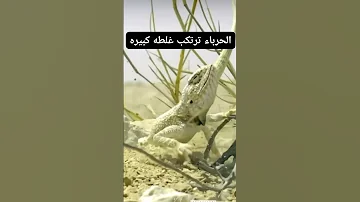 الحرباء ترتكب غلطة كبيرة والعقرب يرد The Chameleon Makes A Big Mistake And The Scorpion Responds 
