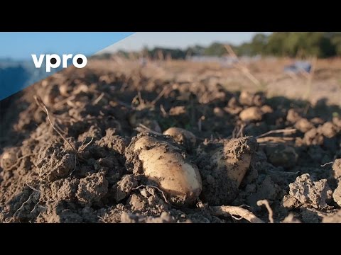 Onzichtbaar Nederland: de biologische aardappel