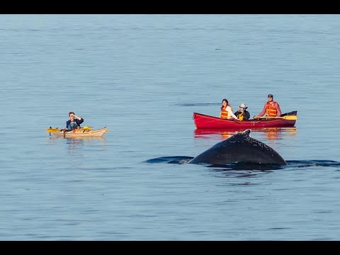 Baleines à Bergeronnes