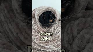 How to make the perfect Purrito Burrito