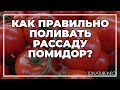 Как правильно поливать рассаду помидор? | toNature.Info