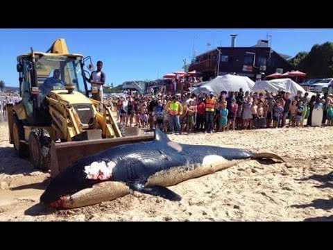eldad hagar interview Orca Found Dead On The Shore With A Stomach Full Of Man Made Garbage
