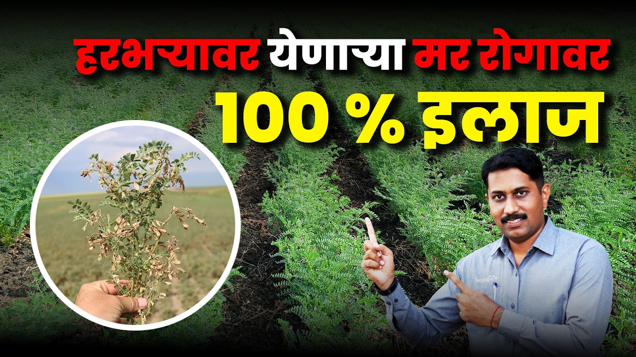 शेतकऱ्यांच्या चुका ज्या मर रोग वाढवतात — टाळा या 5 गोष्टी l Fusarium Wilt Control l Chana farming