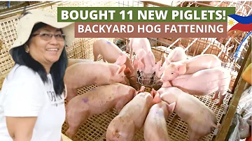 BUYING 11 NEW PIGLETS FOR PIG FARM | Philippine Family Farm | Piggery Business