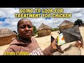 I COULDN T TAKE IT GOING TO LOOK FOR CHICKEN TREATMENT
