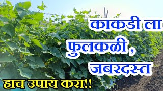 Download Lagu काकडी ला फुलकळी, सेटिंग होण्यासाठी जबरदस्त फवारणी I काकडी फवारणी I kakadi I cucumber