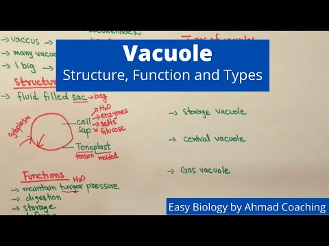 Video: Perbezaan Antara Vacuole Makanan Dan Vacuole Kontrak