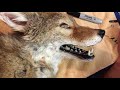 COYOTE: video #9 Glueing the Cast Lips