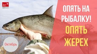 видео: Жерех на раттлин осенью. Опять на рыбалке. картинка: Жерех на раттлин осенью. Опять на рыбалке.
