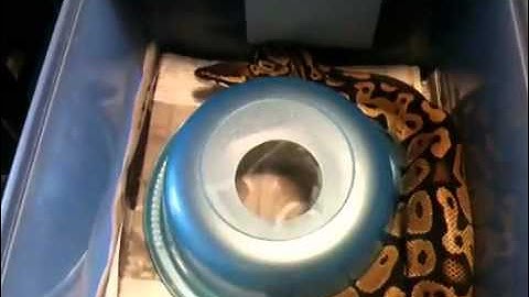 2 new ball pythons and vision rack