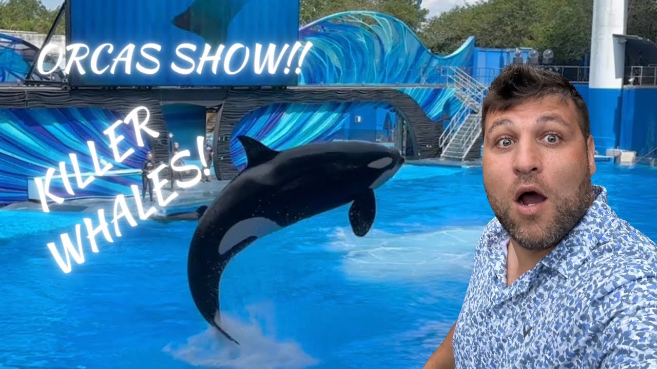 "Jaw-Dropping Killer Whale Show: Unleashing the Majesty of the Ocean's ...