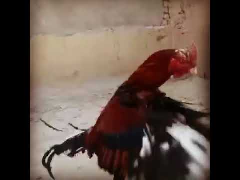 خروس ندید لاری کلنگی خاقان