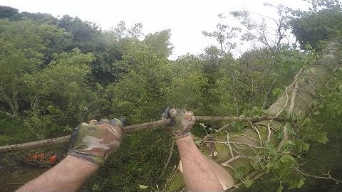 Tree work accident- Close call whilst rigging