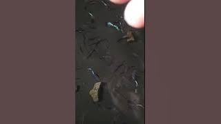 Belajar ternak Guppy mozaik