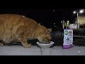 File No.513 ミャウミャウ香るおかか　と“食いしんぼん”ダブリンくん