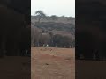 Mass of Buffalos at the water hole