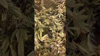 Plant trimming and pruning for Max yeilds! And minimum trim