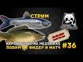 Стрим Русская Рыбалка 4 #36 - Карпфишинг на Медвежке. Ловим на Фидер и Матч