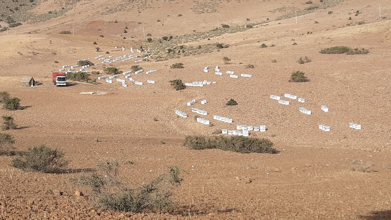 زيارة النحل في الصحراء  و ضياع النحل بسبب إرتفاع درجة الحرارة