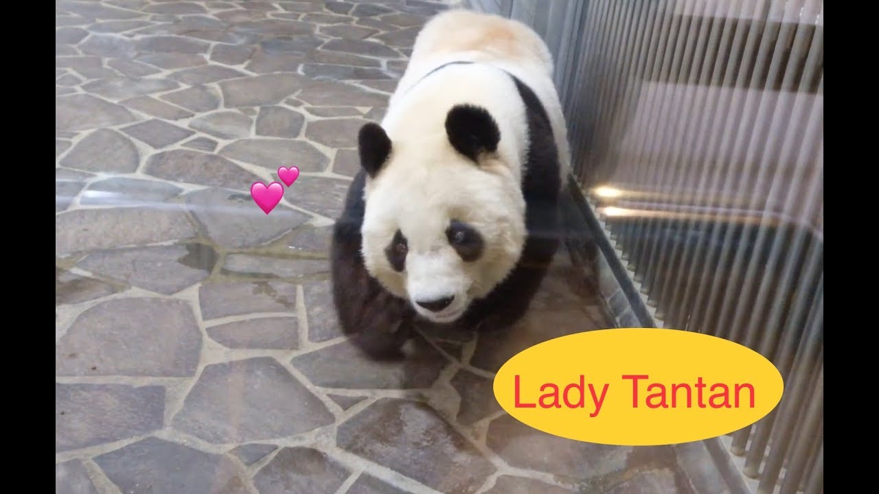 【王子動物園パンダ💕タンタン】近くまで来ていただき光栄ですGiant panda Tantan in Kobe - YouTube