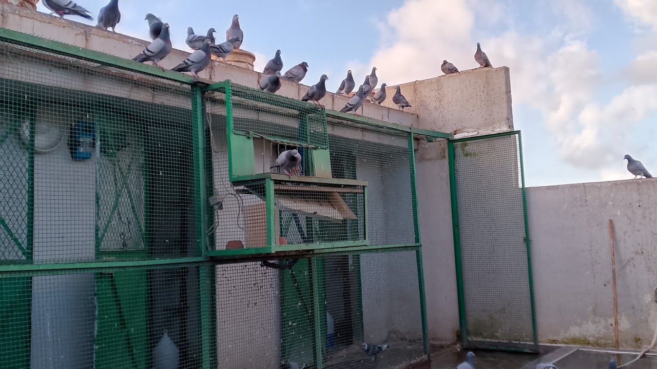 زيارة عند أكبر مولع  في مدينة مكناس في حمام سباق فيجور 🕊️🪺#اكسبلور_explore #pigeon #سيفيانوس 