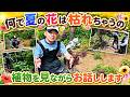 バラ専門店PLANTS長島店長の【何で夏の花は枯れちゃうの】について。バラ専門店PLANTS長島店長のローズレスキュー!