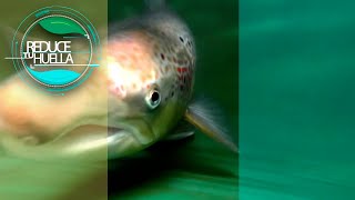 Salmón asturiano - Reduce tu huella | La2