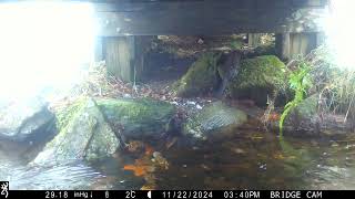Under the Bridge (again)
