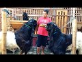 Bongkar Rahasia Kambing Etawa Artho Brother Farm | 3 Pejantan Luri Sawunggalih