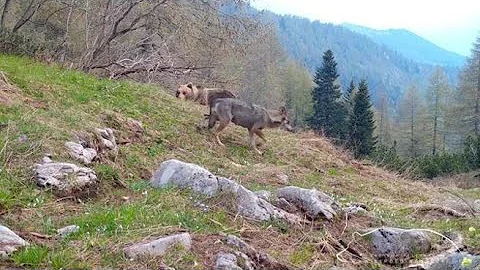Quanti lupi ci sono in Trentino?