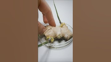 Ginger Root time-lapse