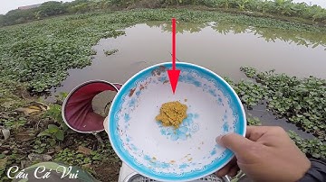 Mồi Xả Dụ Cá Diếc, Cá Chép Sông Đơn Giản Nhất