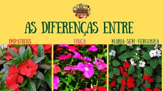 As diferenças entre impatiens, vinca e maria-sem-vergonha - thptnganamst.edu.vn