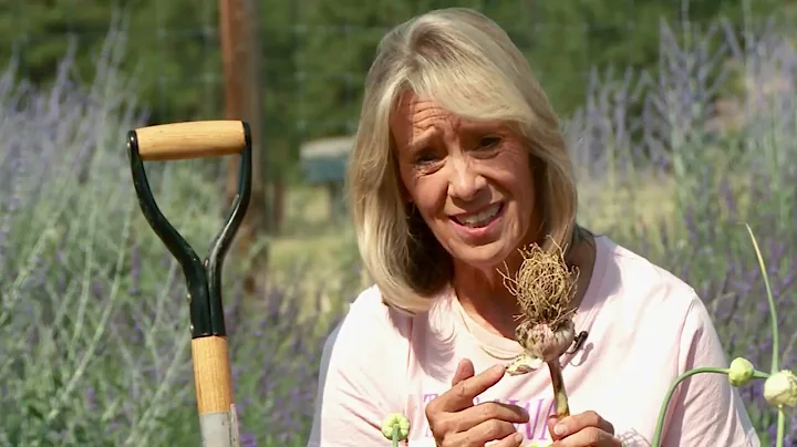 Plant Talk: How to Harvest Homegrown Garlic