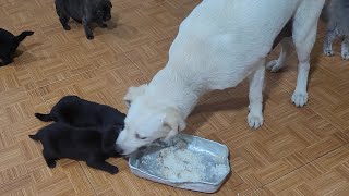 Mother Dog Doesn't Want To Share Food With Her Puppies