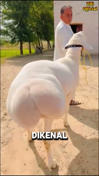Dibalik Kepopuleran Dumba Ekor Gemuk #shorts