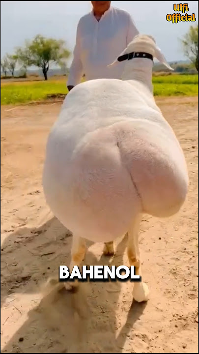 Behind the Popularity of Fat-Tailed Dumba #shorts