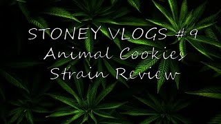 Stoney Vlogs #9: Animal Cookies Strain Review