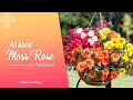 All About Moss Rose / Portulaca | मौस‌ रोज़ को संभालने के 10 तरीके