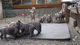 PUPPIES AVAILABLE FOR SALE /LILAC CHAMPAGNE AND BLUE AND DARCK BLUE /PRODUCT BIGDOGS ROMANIA KENNEL