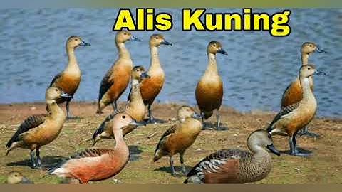 BARU...!!! Suara Pikat burung belibis sawah ALIS KUNING suara ramai dan bersih