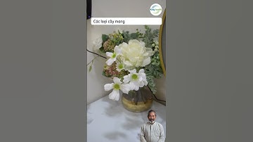 Trồng Cây Xanh Trong Nhà: Bí Quyết Thu Hút Tài Lộc & Bảo Vệ Sức Khỏe