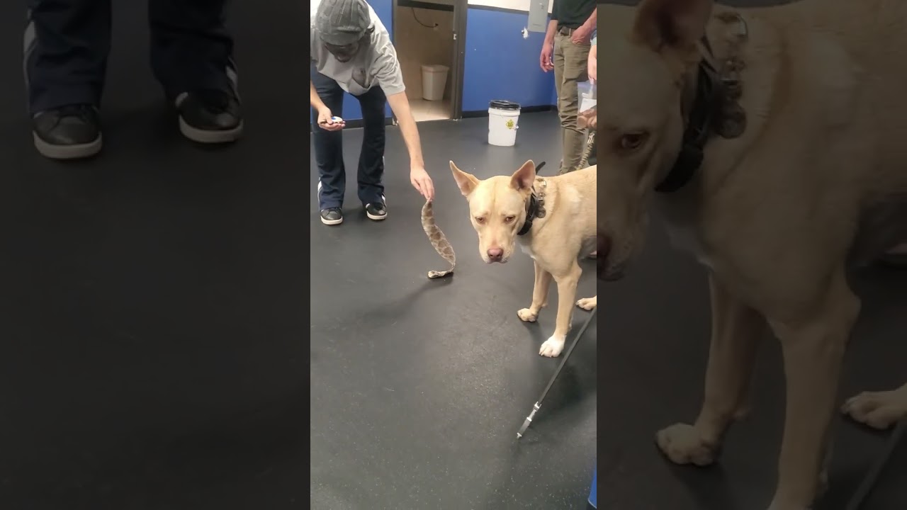 Snake Avoidance Training at All Stage Canine Development