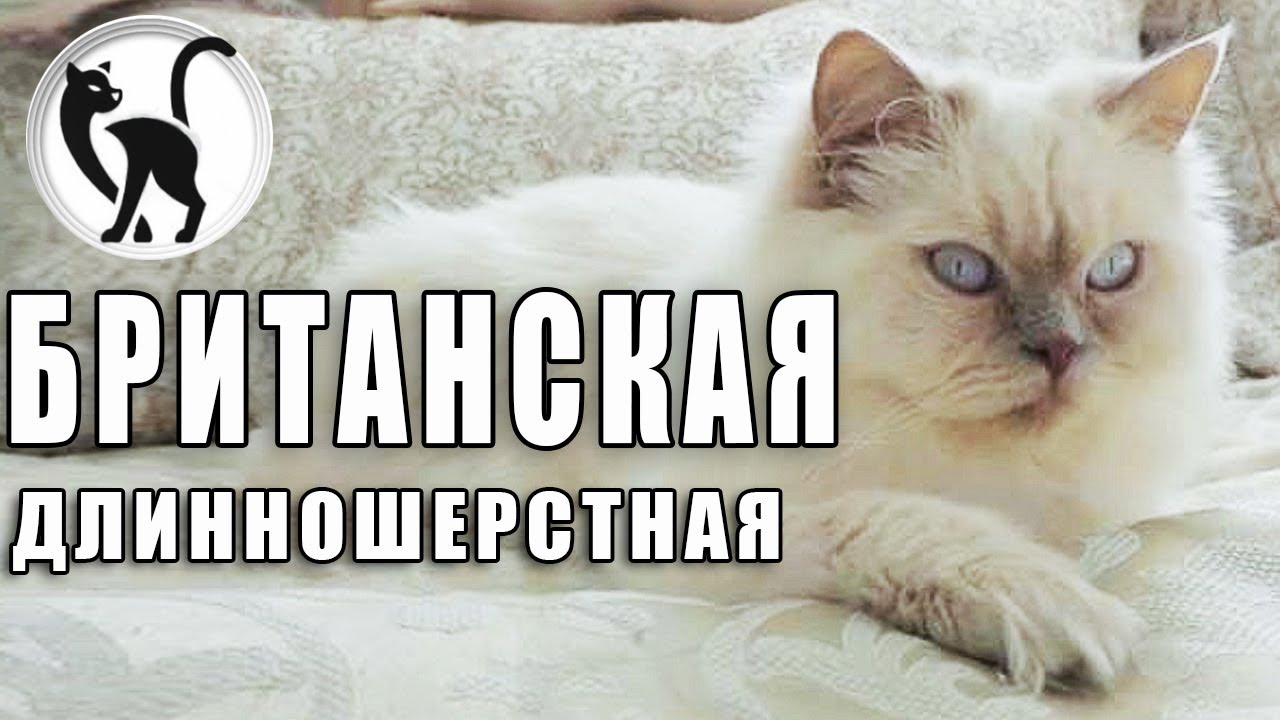 Британская длинношерстная / Самые редкие породы кошек /