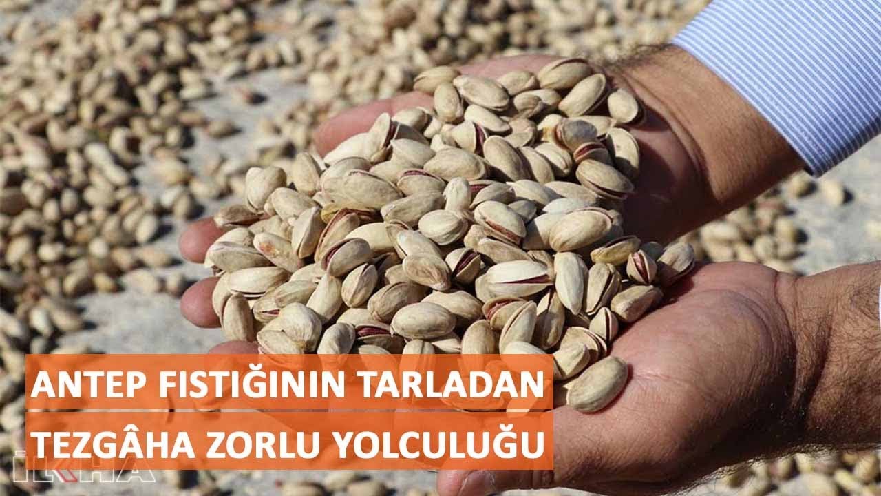 Antep fıstığının tarladan tezgâha zorlu yolculuğu