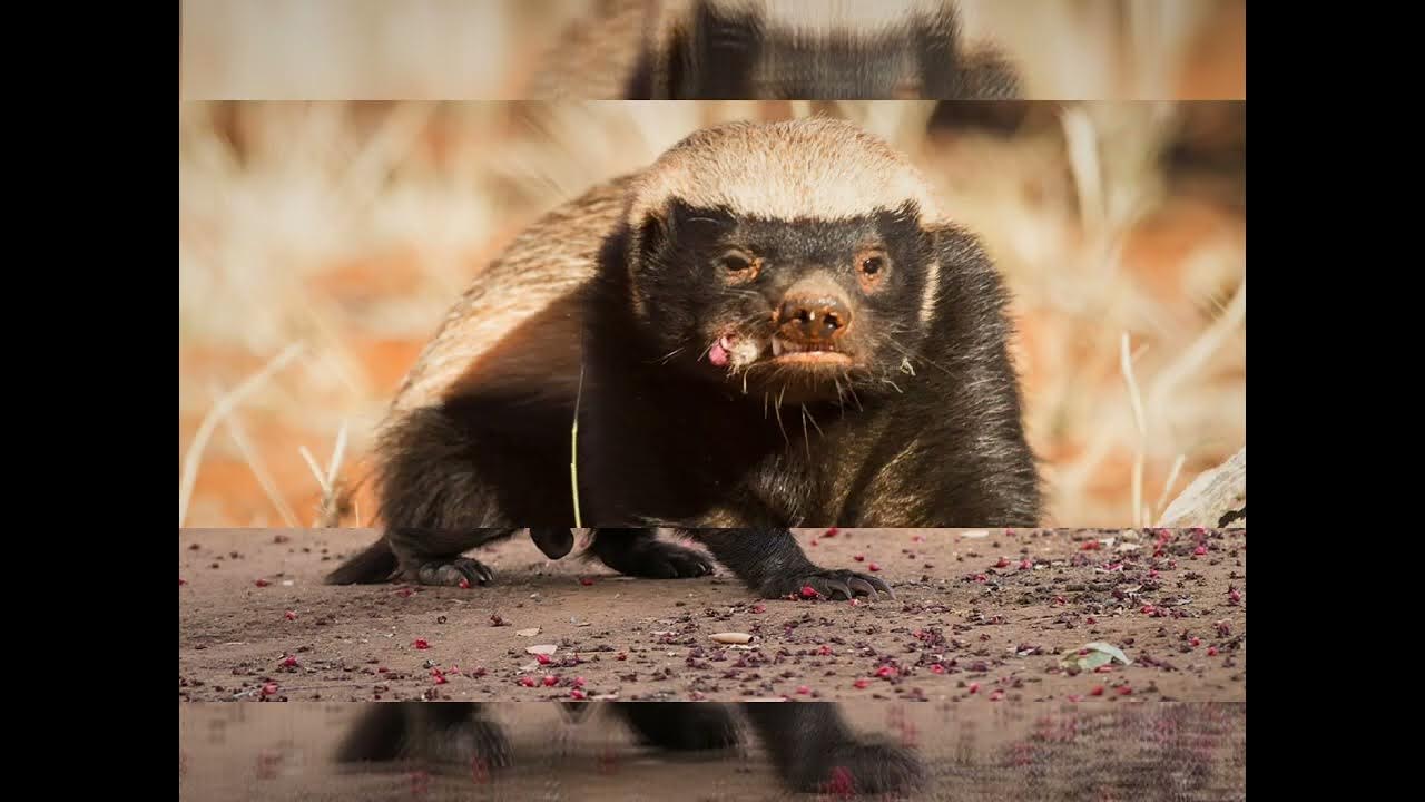 Honey Badgers' Powerful Jaw YouTube
