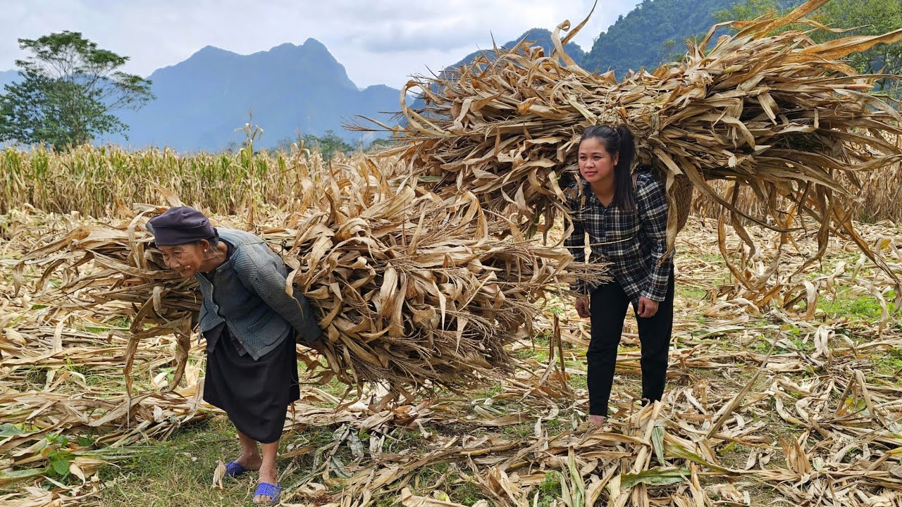 Poor old lady and homeless girl harvest corn to burn before cold rain