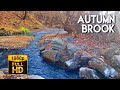 Tranquil Autumn Brook Sounds for Sleep and Study | 10 Hours of Nature&#39;s Calming Melody