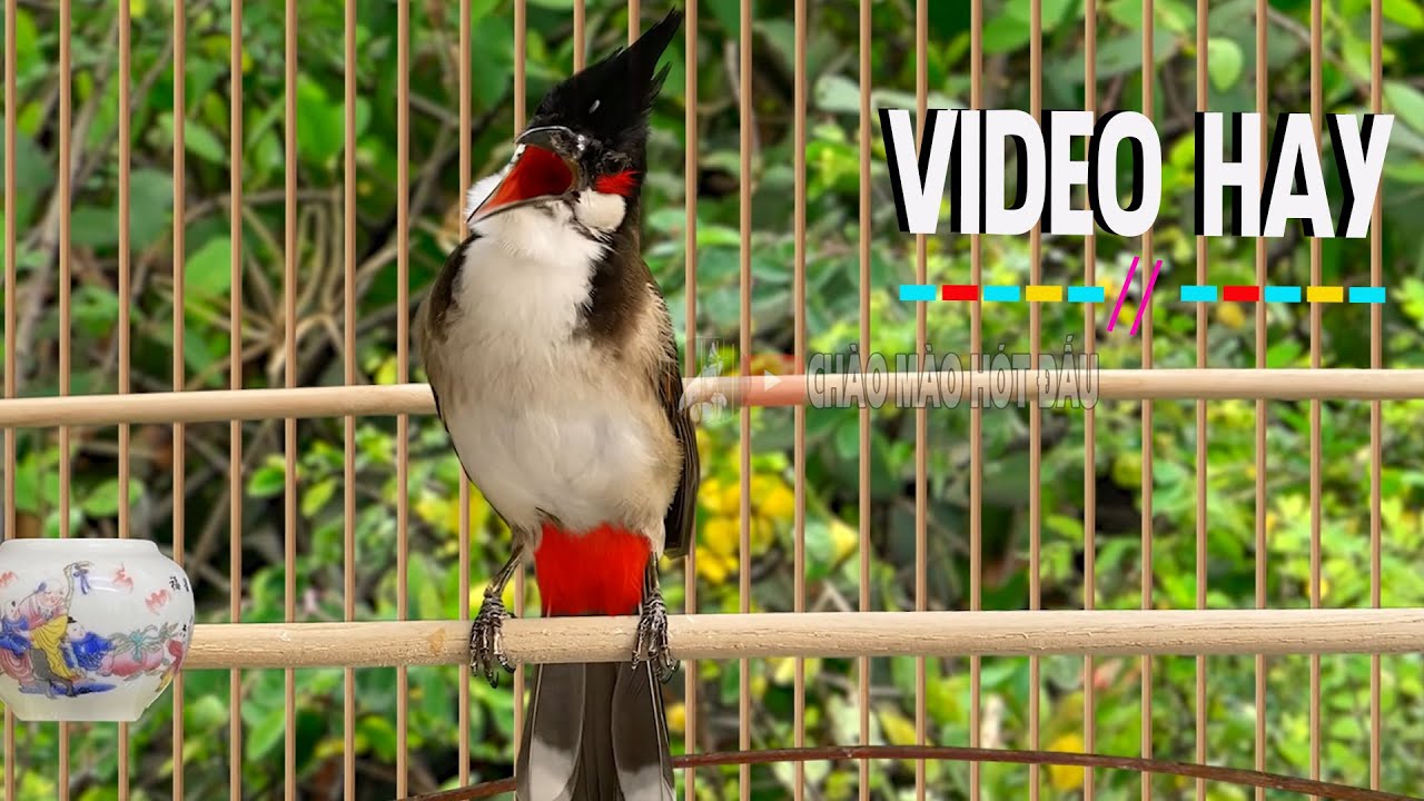 🔥 Chào Mào Hót Hay Nhẹ Nhàng – Kích Bổi Căng Lửa Cực Nhanh, Nghe Mau Nổi !